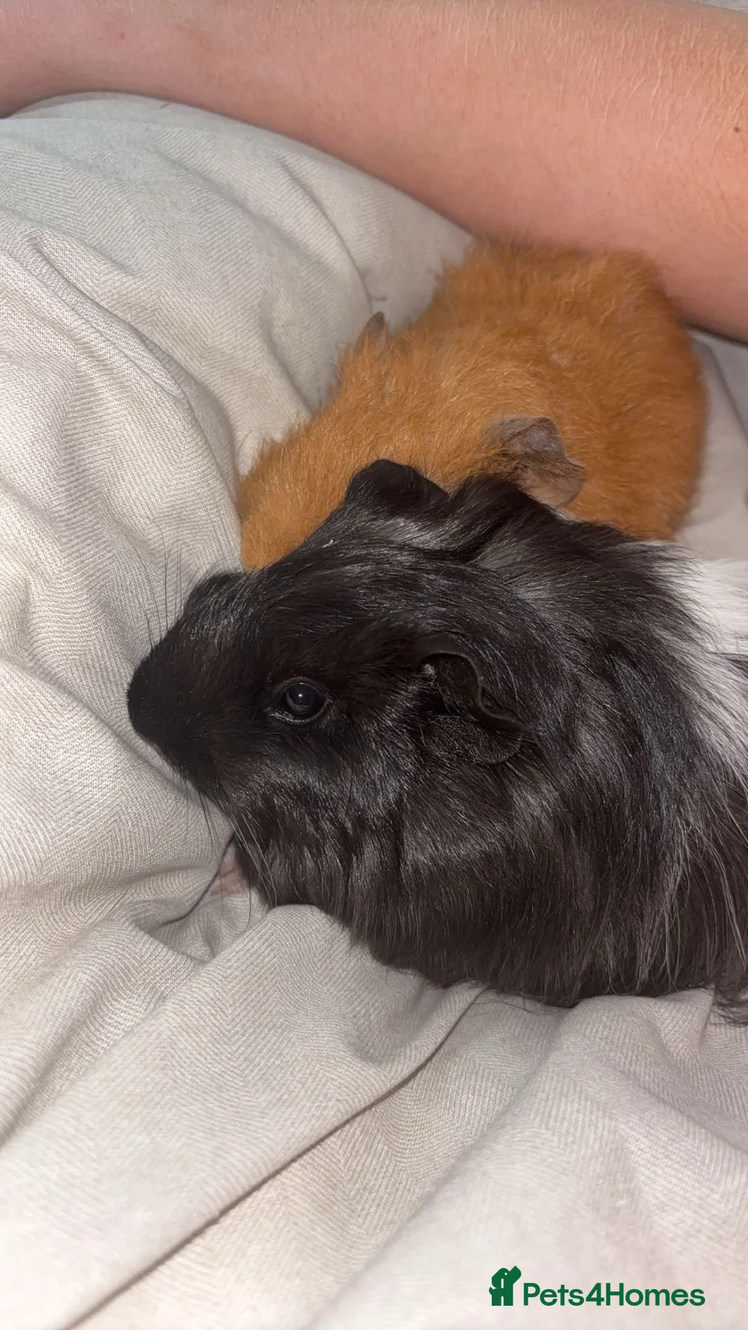 Guinea Pig rodents for sale: Two male and female Guinea pigs in Cardiff - Advert 3