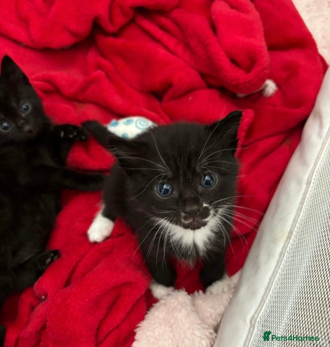 Bombay cats for sale: Kittens for sale  - Image 13
