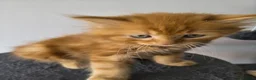 Persian cats for sale: Persian x maincoon x - Advert 4