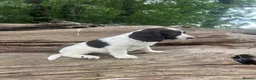English Springer Spaniel dogs for sale: READY TO LEAVE NOW!! 2 Springer Spaniel boy pups! - Advert 6
