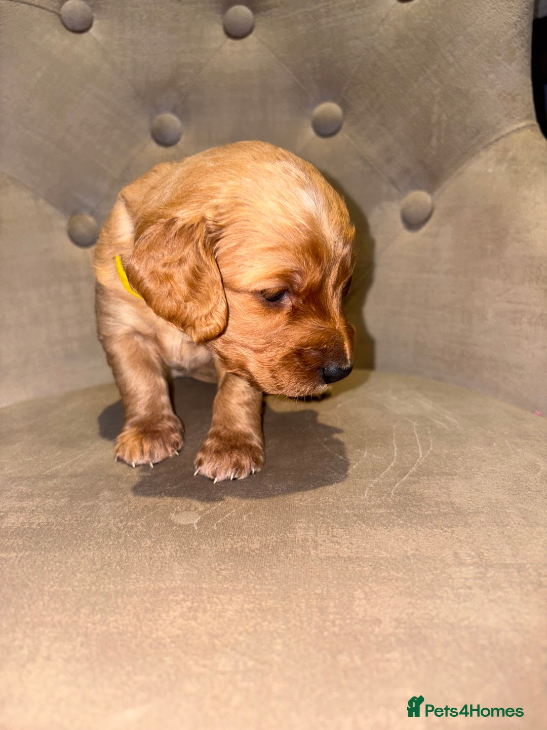 Cockapoo dogs for sale: Beautiful litter of Cockapoo pups - Advert 5