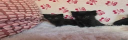 Maine Coon cats for sale: Maine coon - Advert 9