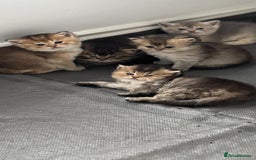 Scottish Fold cats for sale: Scottish Fold Kittens – Ready for New Homes  - Image 1