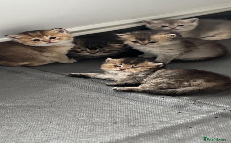 Scottish Fold cats - Advert 3