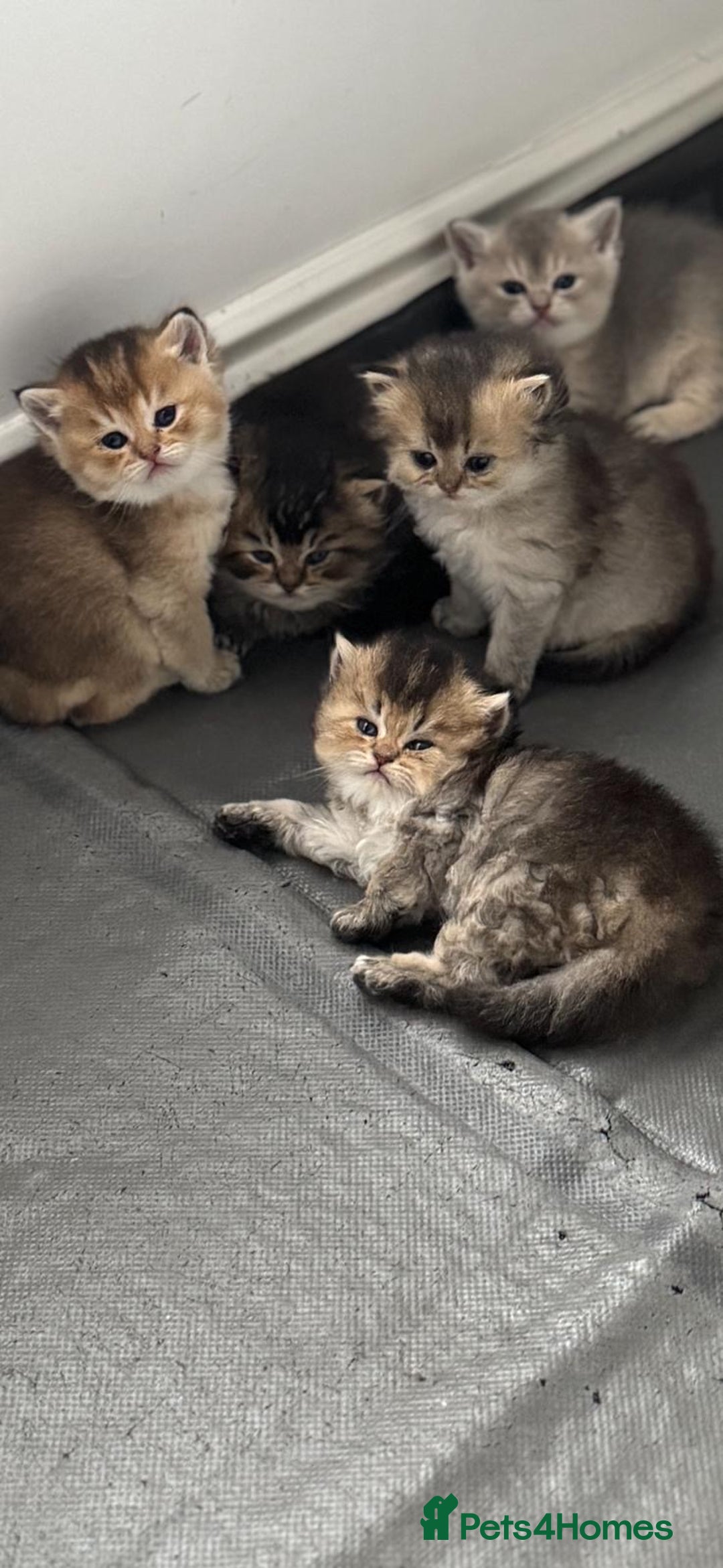 Scottish Fold cats for sale: Scottish Fold Kittens – Ready for New Homes  - Image 1