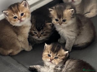 Scottish Fold cats - Advert 36