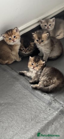 Scottish Fold cats - Advert 2