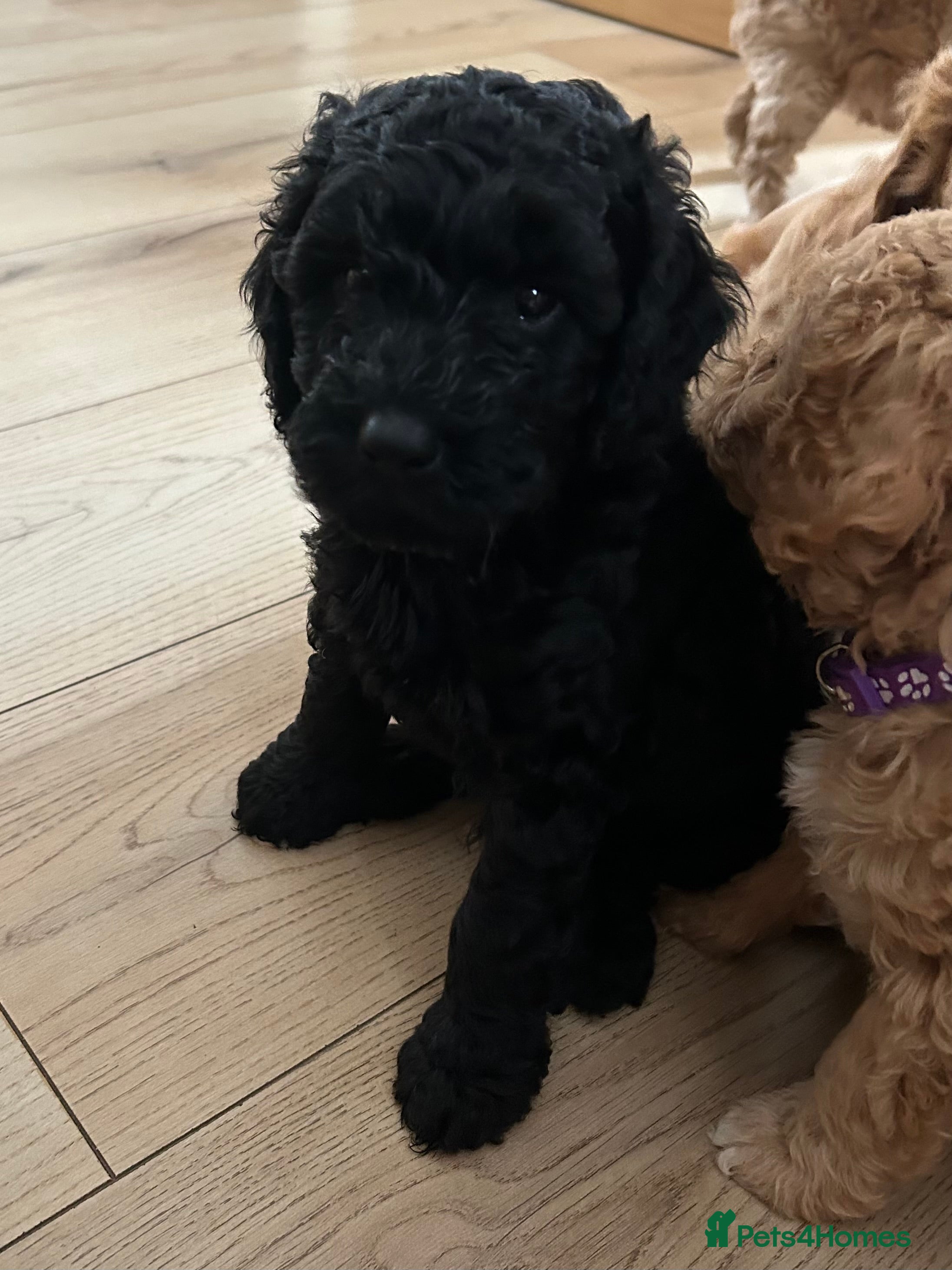Cockapoo dogs F2 Cockerpoo puppies - Advert 2