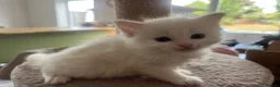 Ragdoll cats for sale: ❤️Beautiful Ragdoll Kittens❤️ in Brentwood - Advert 6