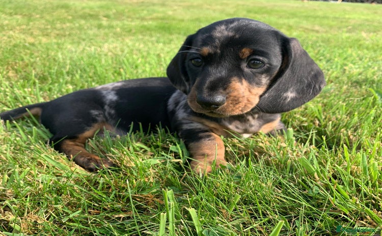 Miniature Dachshund dogs - Advert 3