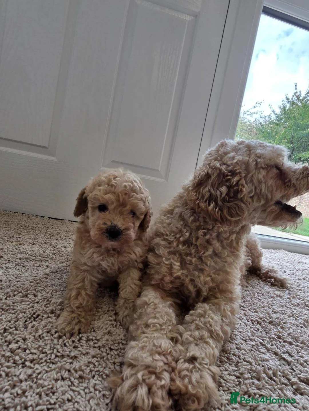 Toy Poodle dogs for sale: Stunning Red Toy Poodle Girl - Advert 1