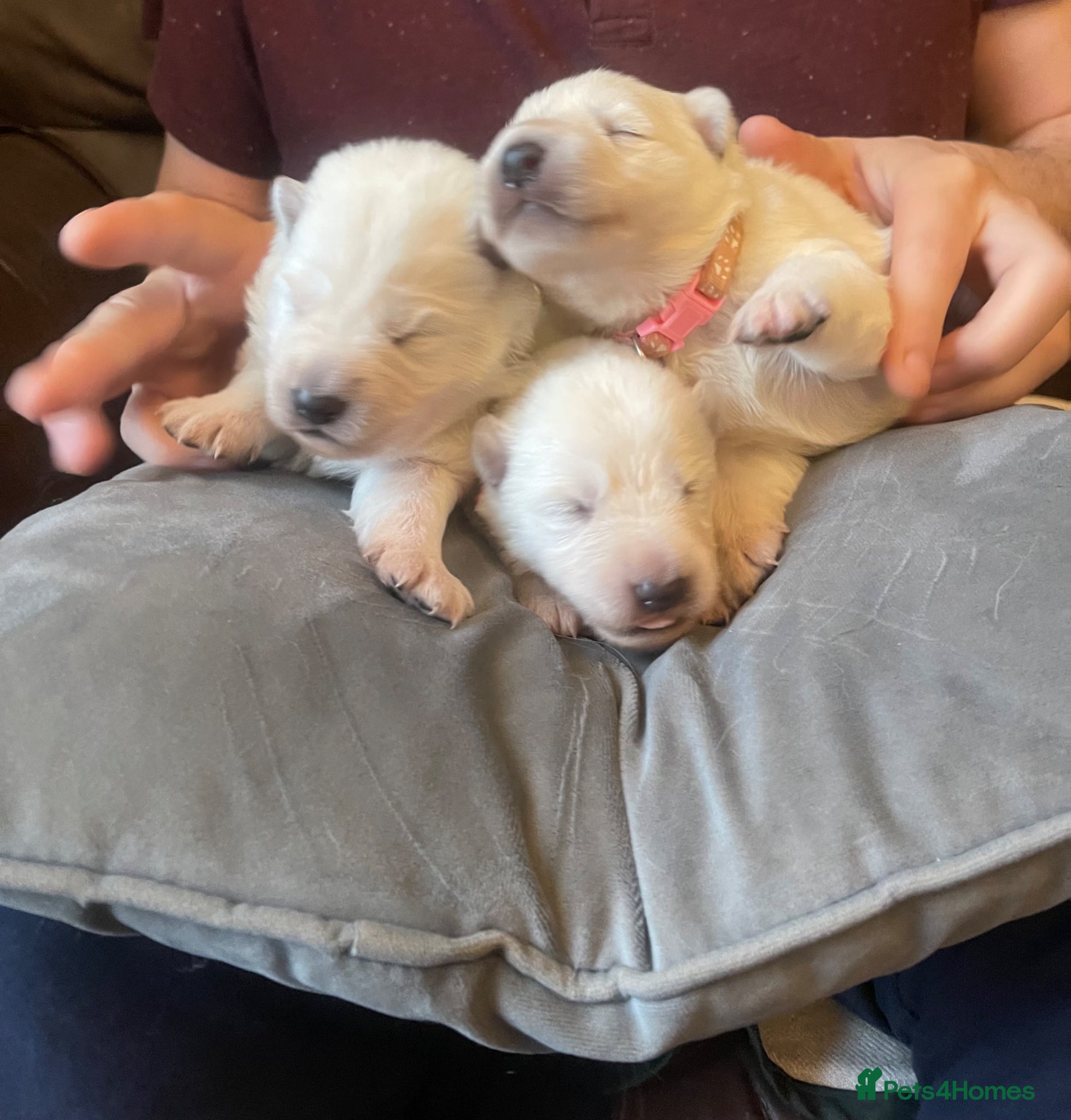 German Shepherd dogs Stunning Mix KC Registered Long Hair GSD DM Clear - Advert 2