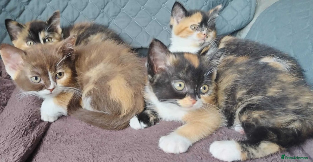 Devon Rex cats for sale: Just 1 girl left - GCCF Devon Rex Variant kittens  in Wolverhampton - Image 24