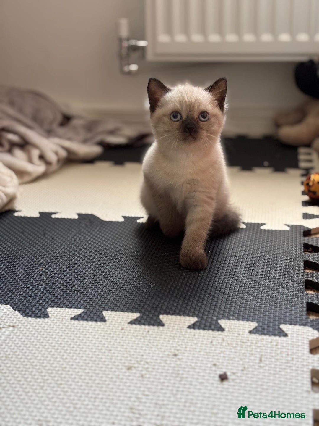 British Shorthair cats for sale: Full BSH kittens ready to leave now, 14 weeks old - Image 31