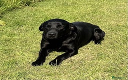 Labrador Retriever dogs for stud: Fully health tested, Black Labrador  in Alton - Image 1