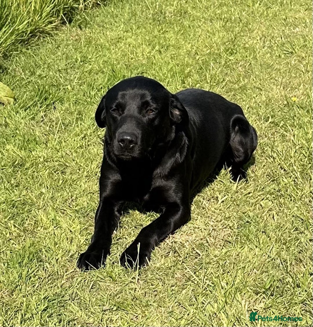 Labrador Retriever dogs for stud: Fully health tested, Black Labrador  in Alton - Image 1