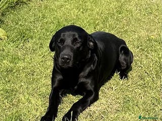 Labrador Retriever dogs Fully health tested, Black Labrador in Alton - Advert 13