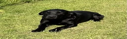 Labrador Retriever dogs for stud: Fully health tested, Black Labrador  in Alton - Advert 1