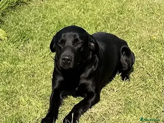 Labrador Retriever dogs Fully health tested, Black Labrador in Alton - Advert 13