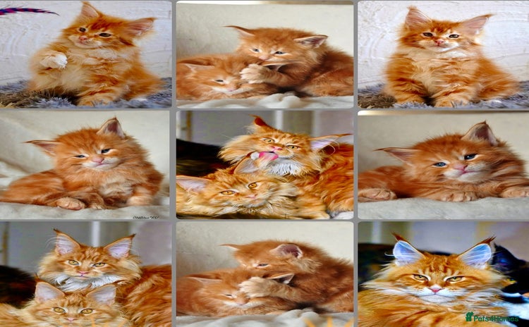 Maine Coon cats - Advert 2