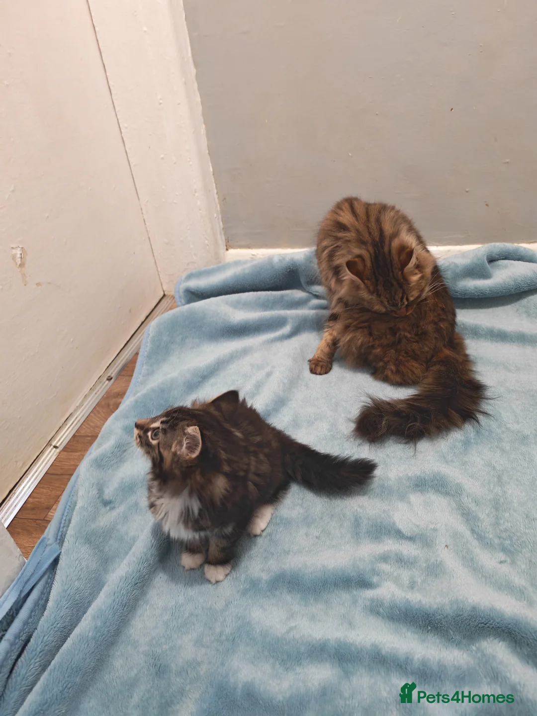 Mixed Breed cats for sale: Beautiful FLUFFY BOY Videos - Advert 12