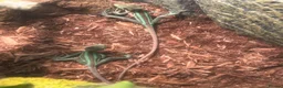 Iguana reptiles for sale: Casquehead iguanas  - Advert 4