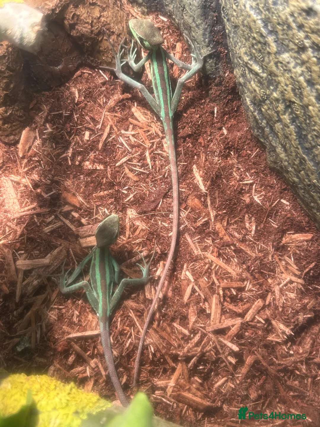 Iguana reptiles for sale: Casquehead iguanas  - Advert 4