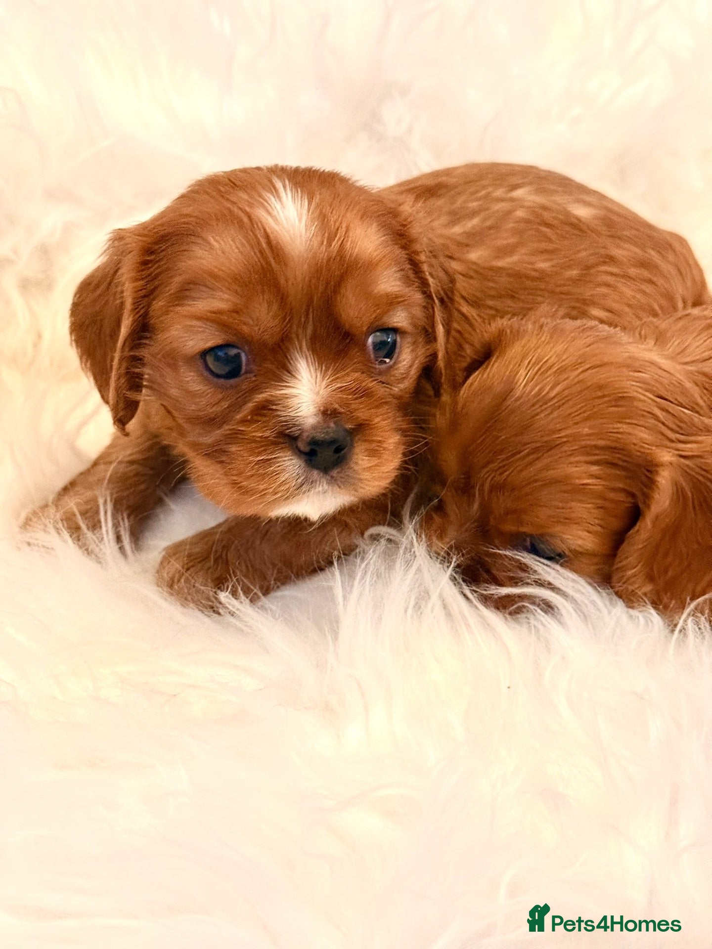 Cavalier King Charles Spaniel dogs ⭐️Gorgeous KC Chocolate Carrier Cavaliers⭐️ - Advert 2