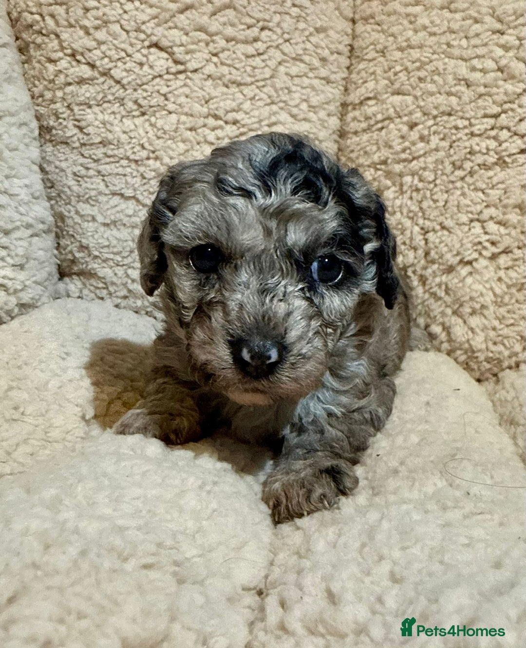 Mixed Breed dogs for sale: Gorgeous cavapoochon puppies - Advert 26