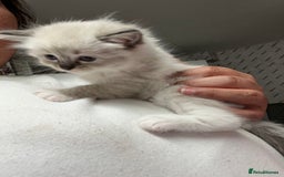 Ragdoll cats for sale: Ragdoll kittens  - Image 39