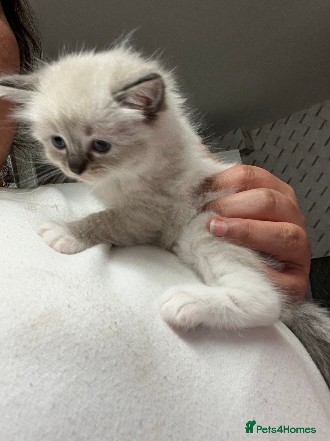 Ragdoll cats for sale: Ragdoll kittens  - Image 39
