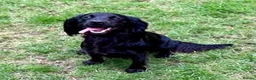 Cocker Spaniel dogs for sale: Female working cocker - Advert 1