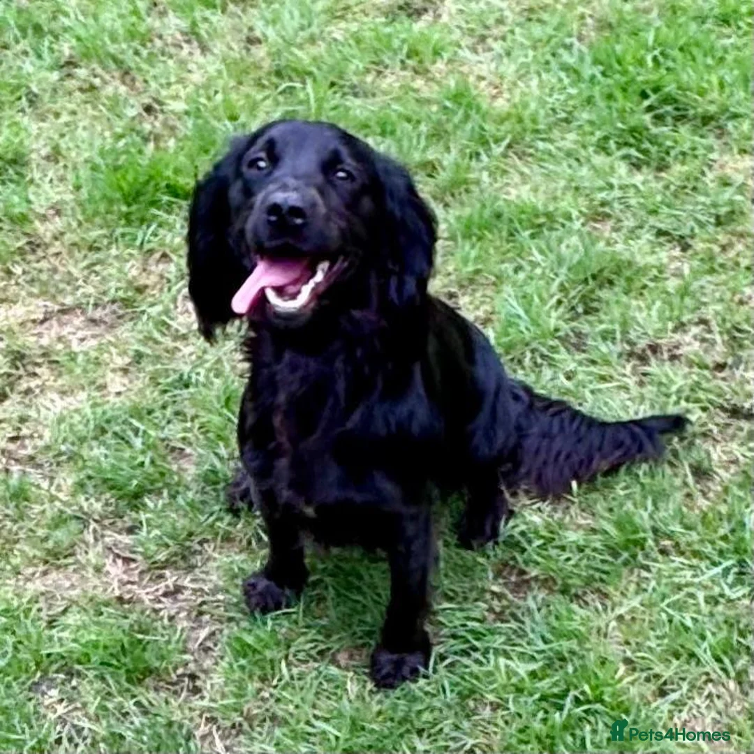 Cocker Spaniel dogs for sale: Female working cocker - Advert 1