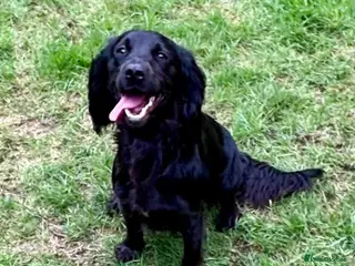 Cocker Spaniel dogs Female working cocker - Advert 1