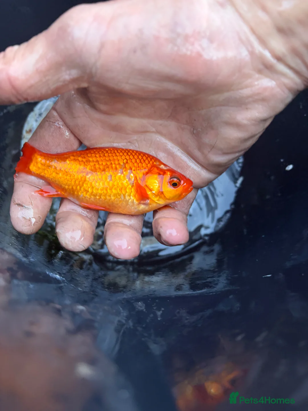 Koi Carp fish for sale: Pond closure  in West Bromwich - Advert 2