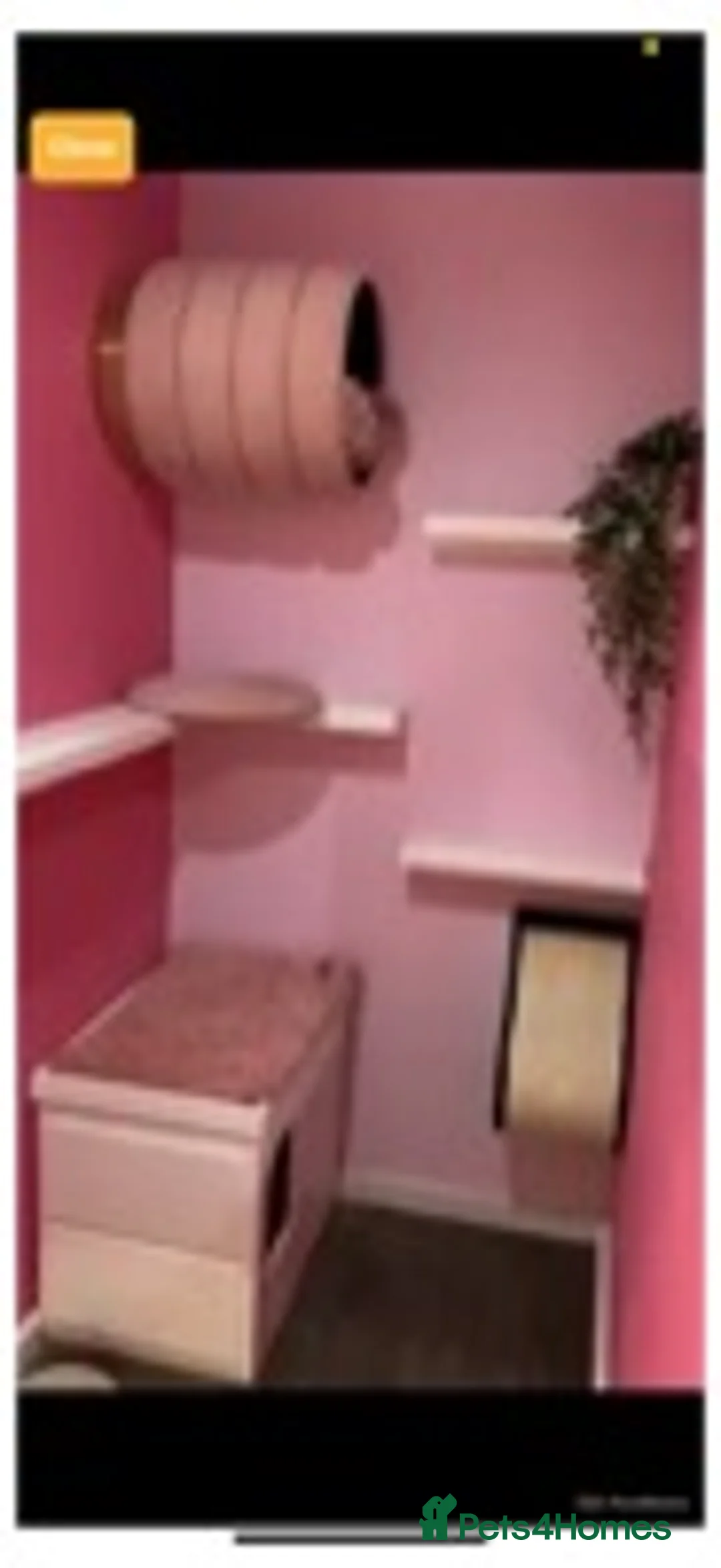 Maine Coon cats for stud: studs available  in Brighouse - Advert 9