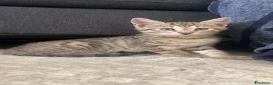 Domestic Shorthair 2