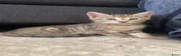 Domestic Shorthair cats for sale: Female kittens!  in Bicester - Advert 2