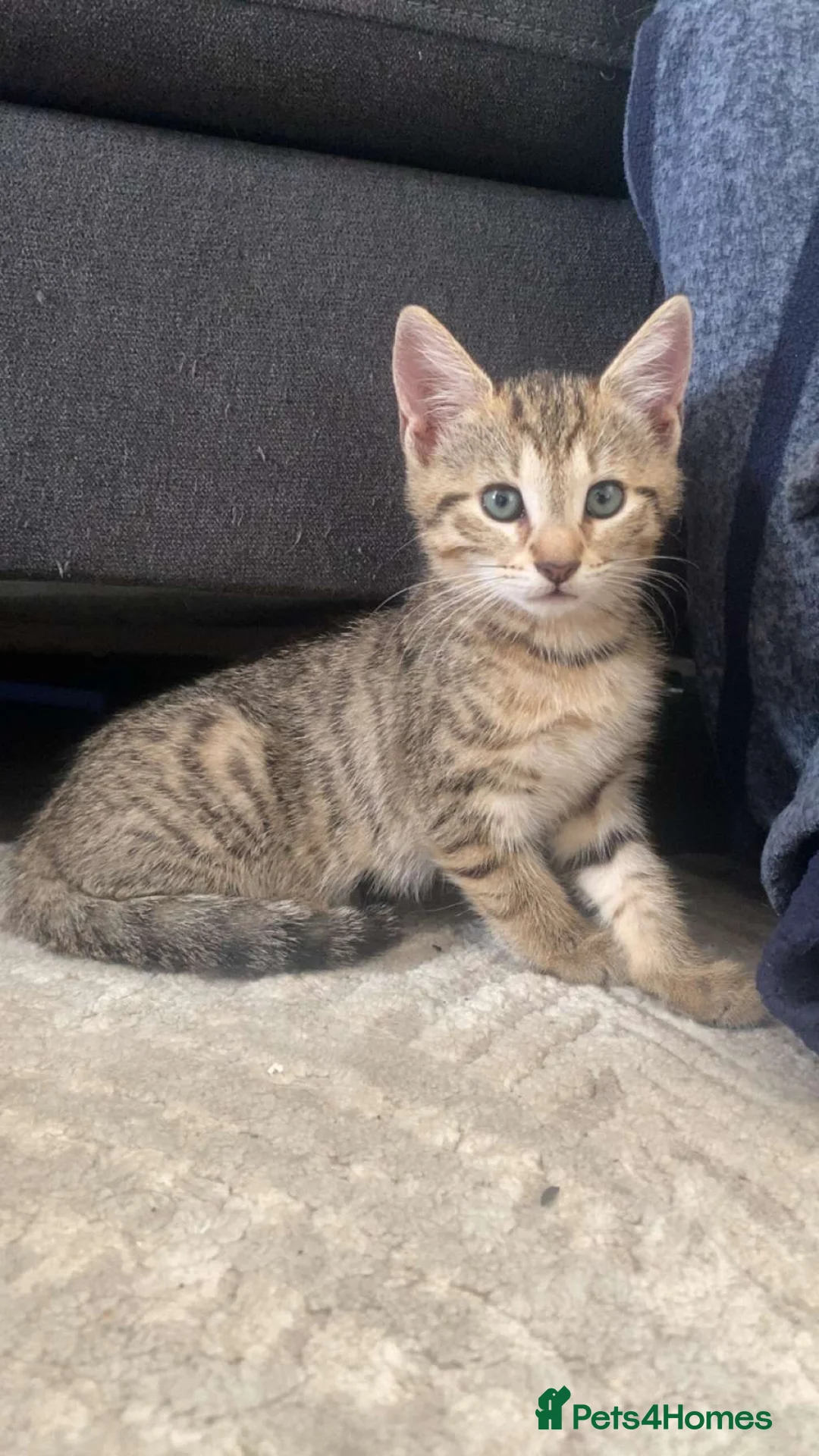 Domestic Shorthair cats for sale: Female kittens!  in Bicester - Advert 2