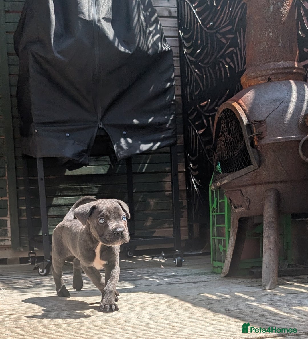 Cane Corso dogs for sale: Champion Lines Cane Corso Puppies *Ready Now** - Advert 22