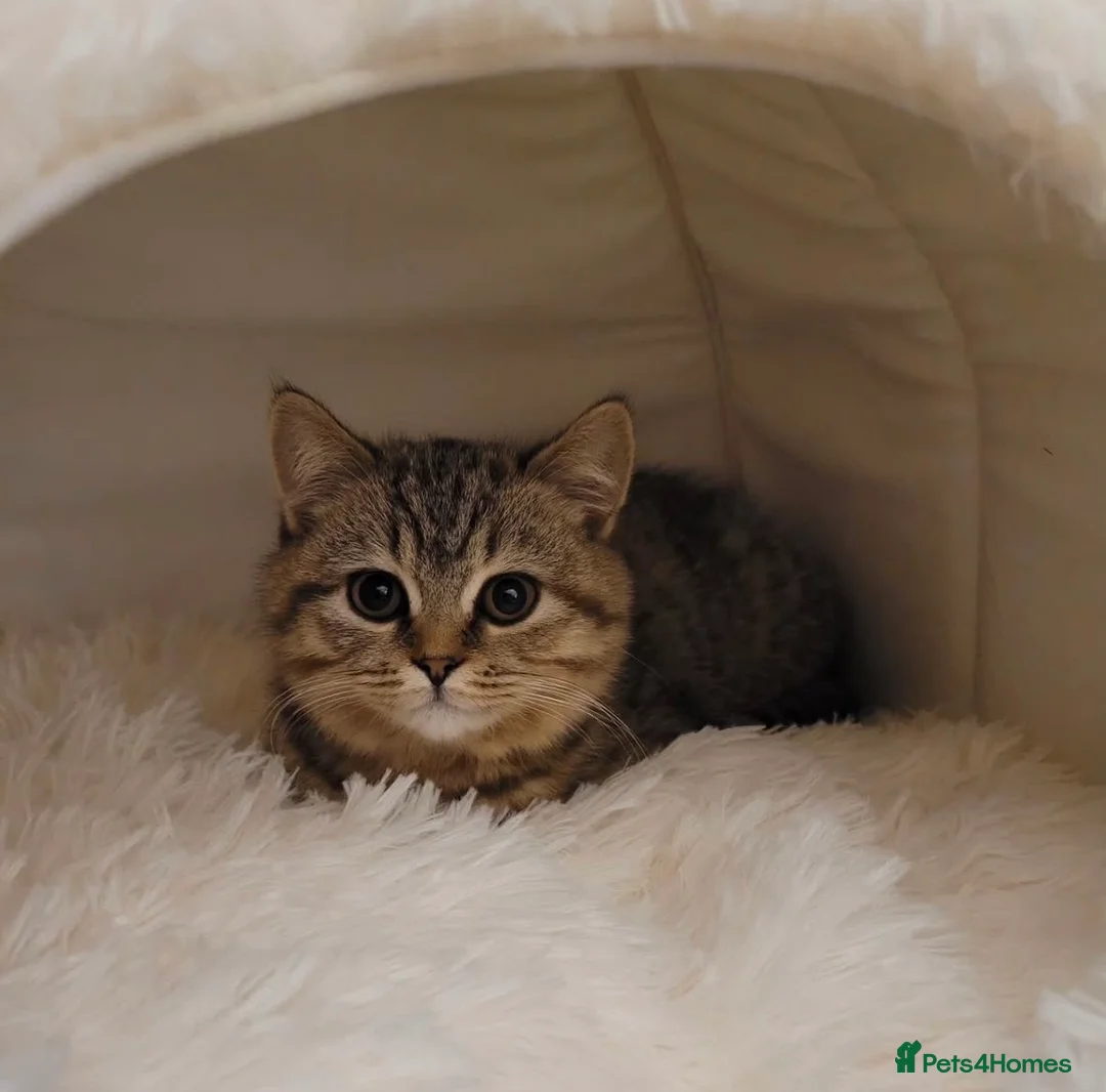 British Shorthair cats for sale: Pedigree tabby British shorthair lilac chocolate  - Advert 7