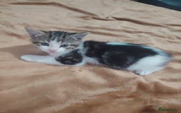 Mixed Breed cats for sale: Kittens  - Image 5