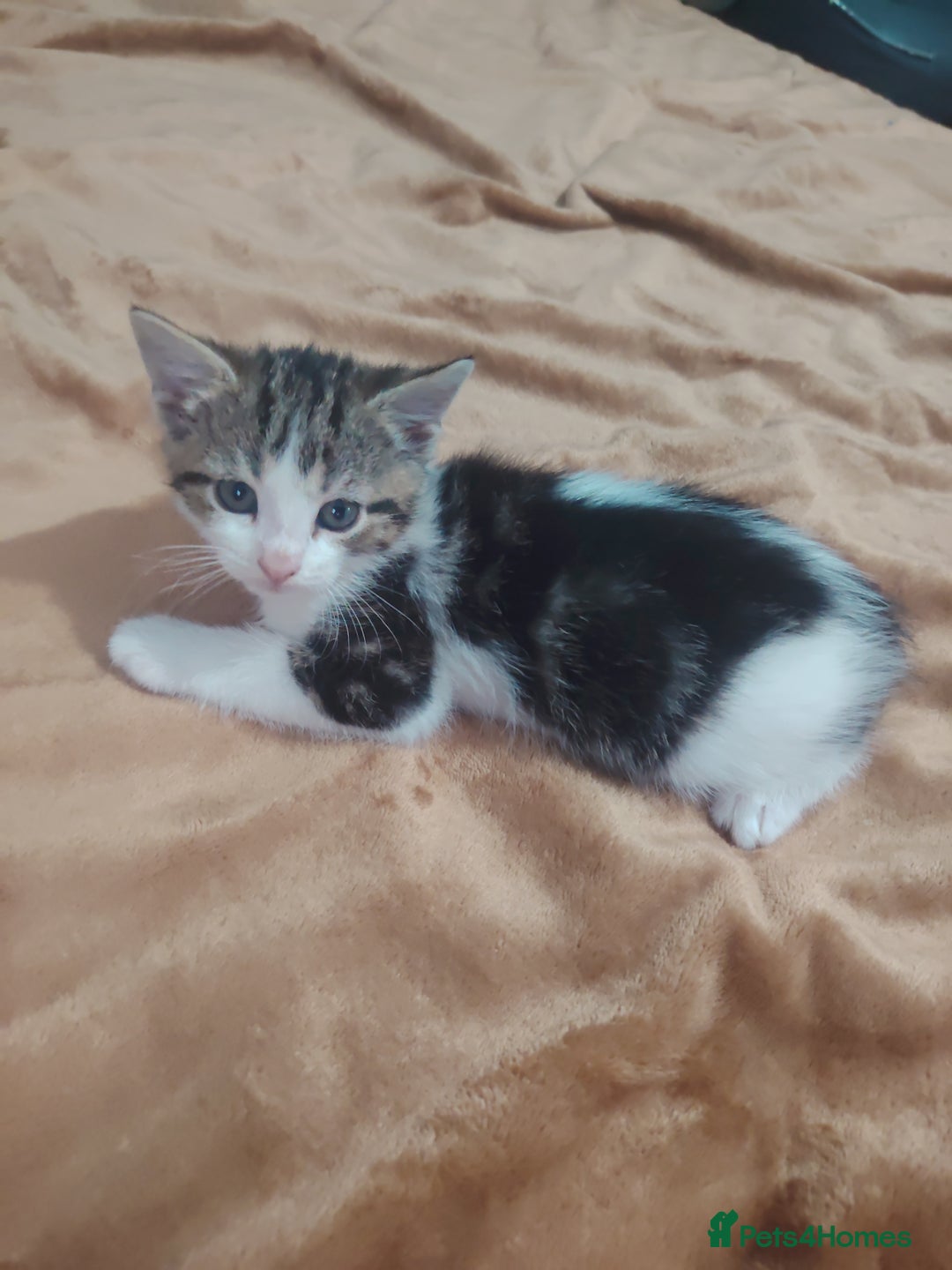 Mixed Breed cats for sale: Kittens  - Image 5