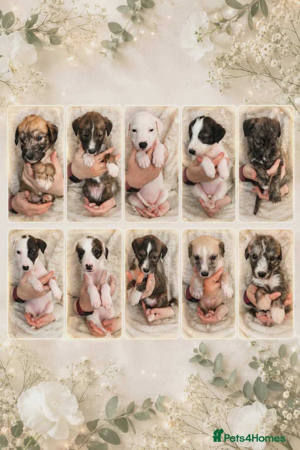 Lurcher dogs Beautiful Lurcher pups - Advert 1