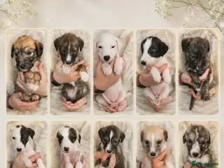 Lurcher dogs Beautiful Lurcher pups - Advert 1