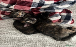 Mixed Breed cats for sale: Tortie kittens - Image 8