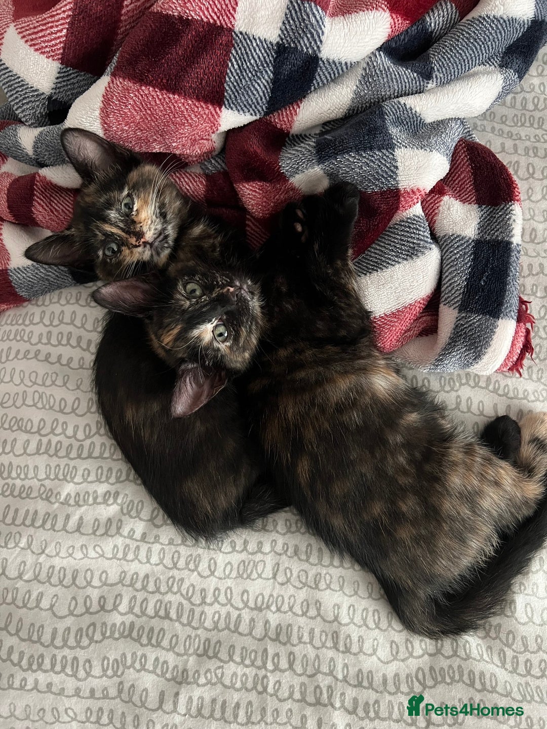 Mixed Breed cats for sale: Tortie kittens - Image 8