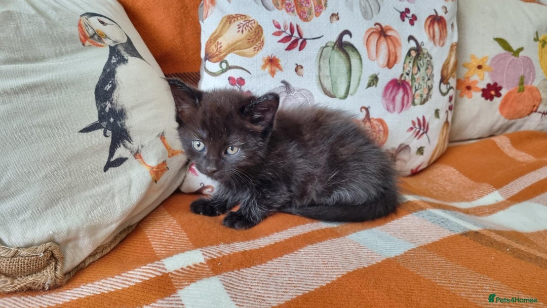 Mixed Breed cats for sale: Gorgeous Large Maine Coon Cross Kittens - Image 24