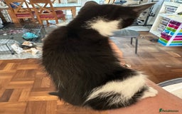 Mixed Breed cats for sale: 4 Beautiful Kittens - Maine Coon Mix - Image 7