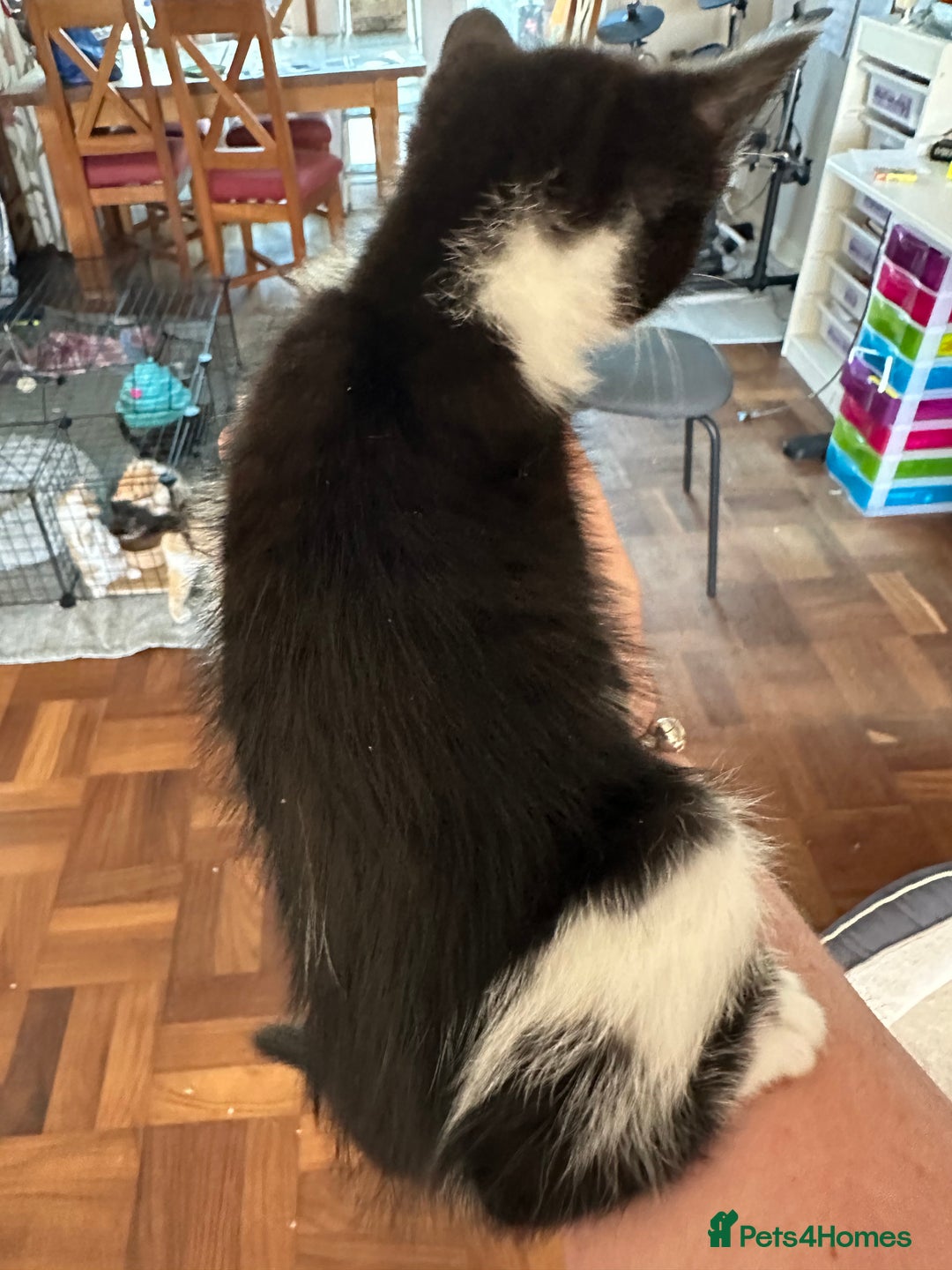 Mixed Breed cats for sale: 4 Beautiful Kittens - Maine Coon Mix - Image 7